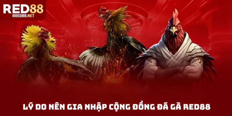 Lý do nên gia nhập cộng đồng đá gà Red88 Lý do nên gia nhập cộng đồng đá gà Red88